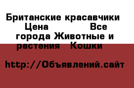 Британские красавчики › Цена ­ 35 000 - Все города Животные и растения » Кошки   